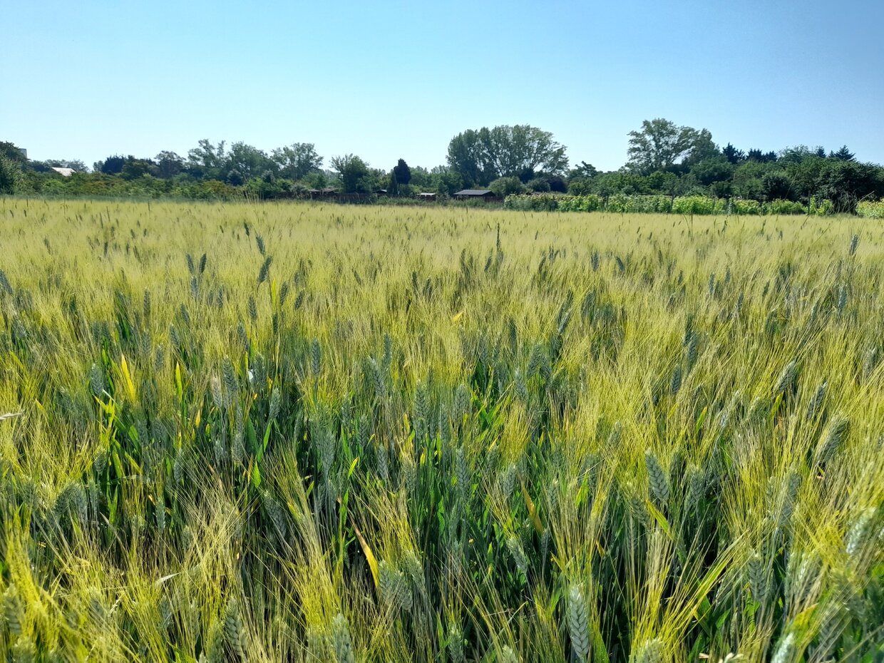 Dozrievajúci porast pšenice tvrdej po aplikácii prípravku Brotaverd® (Foto: D. Ernst, SPU v Nitre)