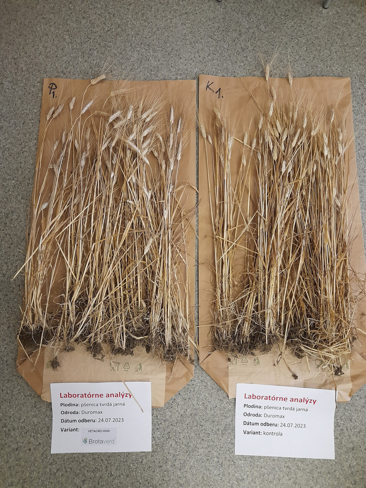 Porovnanie ošetrených rastlín prípravkom Brotaverd® (vľavo) s kontrolou (vpravo) (Foto: D. Ernst, SPU v Nitre)
